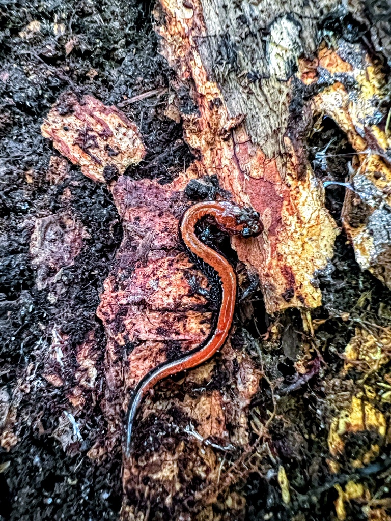 Eastern Redbacked Salamander from Fish Lake Rd, Lapeer, MI, US on June 24, 2022 at 1132 AM by
