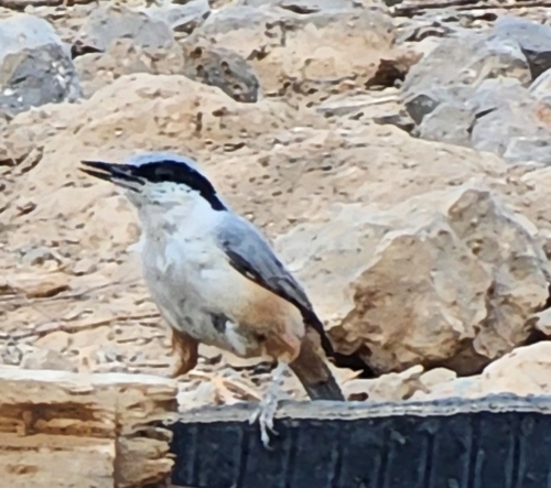 Eastern Rock Nuthatch