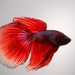 Siamese Fighting Fish - Photo (c) john quin, all rights reserved, uploaded by john quin