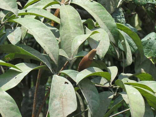 Pachira amazonica