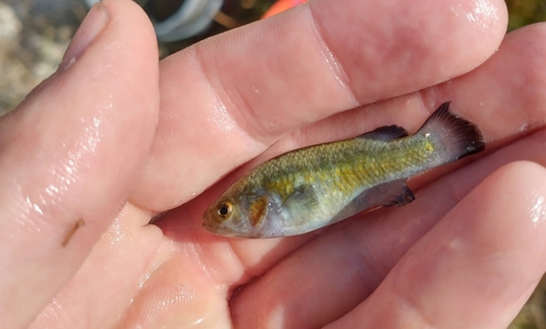 Railroad Valley Springfish