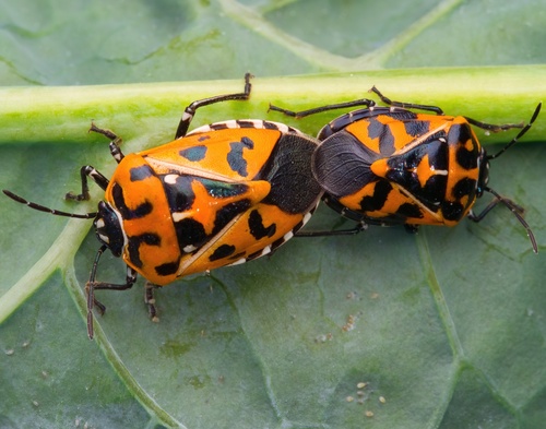 Harlequin Bug