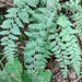 Woolly Lipfern - Photo (c) May B Knot, all rights reserved, uploaded by May B Knot