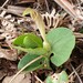 Aristolochia lutea - Photo (c) Russ Hedley, כל הזכויות שמורות, הועלה על ידי Russ Hedley