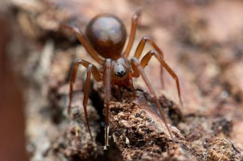 Allomengea vidua