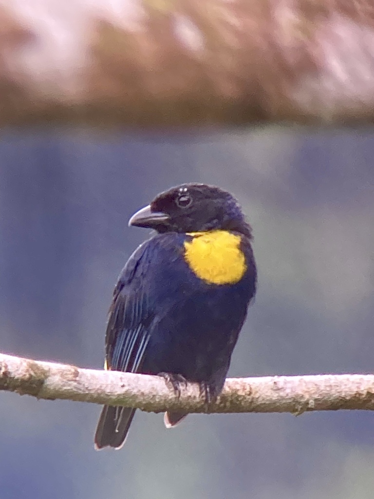 Golden-chested Tanager (Bangsia rothschildi)