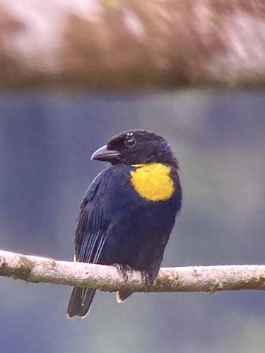 Golden-chested Tanager