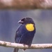 Golden-chested Tanager - Photo (c) Michael Retter, all rights reserved, uploaded by Michael Retter