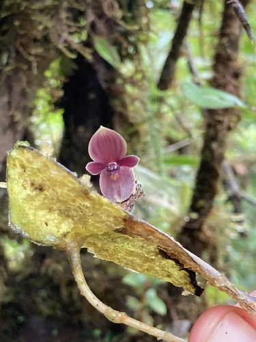 Flying Pleurothallis