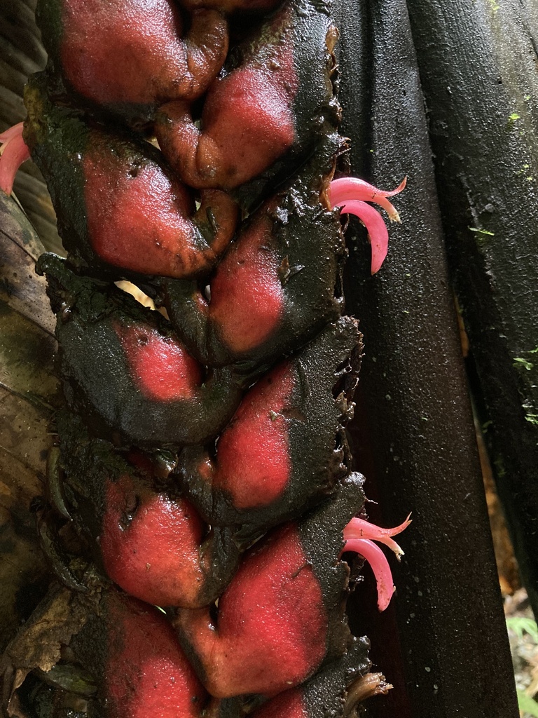 Heliconia rhodantha