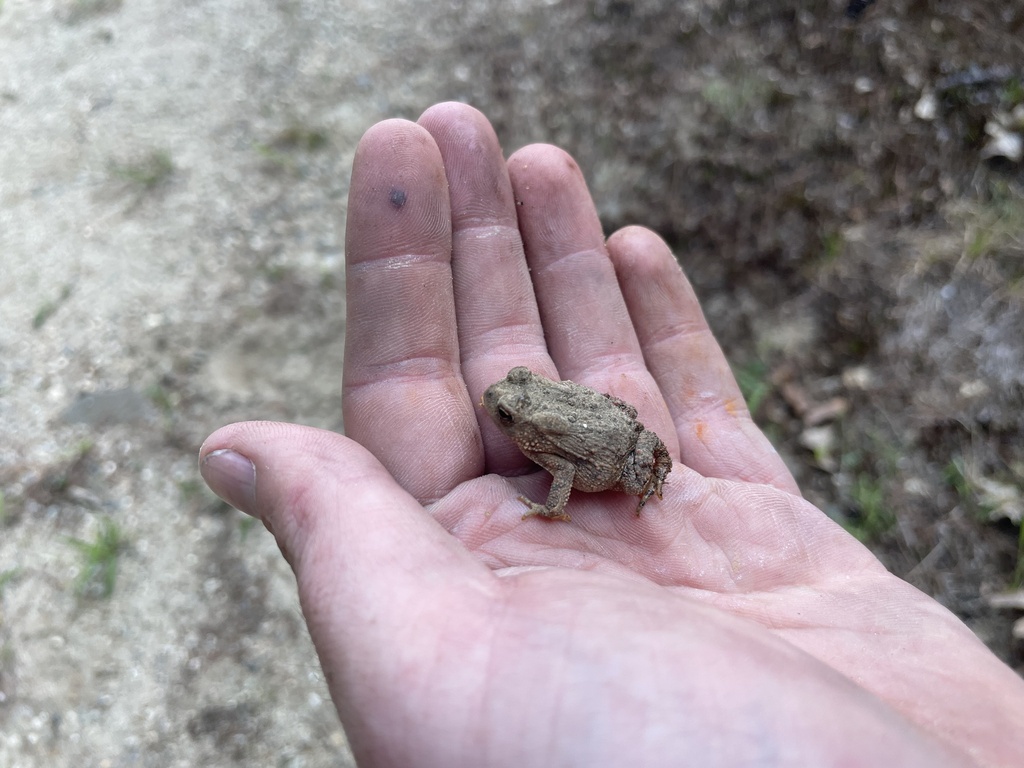 American Toad from East St, Belchertown, MA, US on August 19, 2022 at
