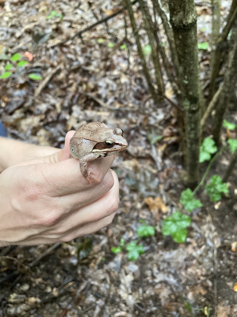 Wood Frog from Dighton Rock State Park, Berkley, MA, US on September 12
