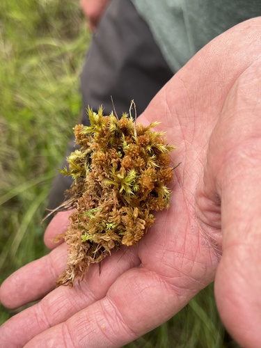 Oriental Peat Moss (Sphagnum orientale)