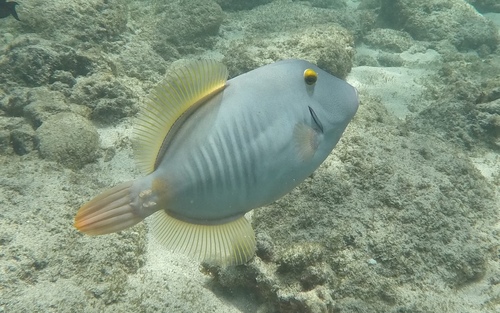 Barred Filefish