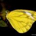 Mariposas Blancas - Photo (c) chetan_gharat, todos los derechos reservados