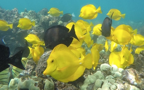 Yellow Tang