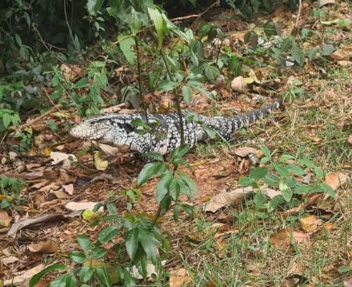 Argentine Black-and-white Tegu