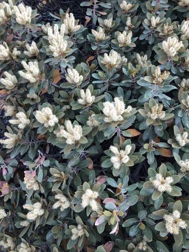 bush chinquapin