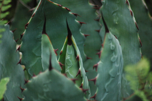 Agave inaequidens