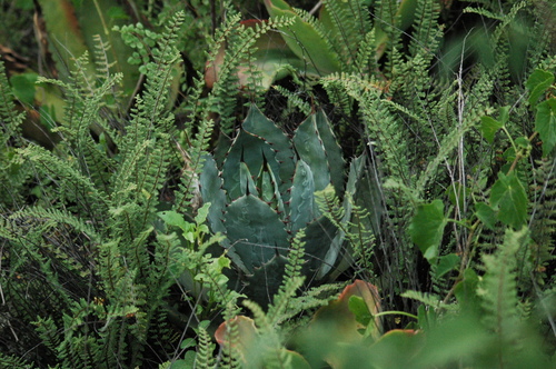 Agave inaequidens