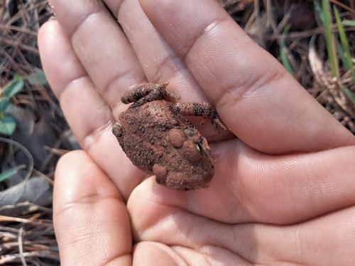 McCoy's Toad