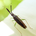 Common Flathorn Plant Bug - Photo (c) Philipp Wickey, all rights reserved, uploaded by Philipp Wickey