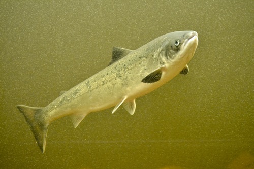 Atlantic Salmon