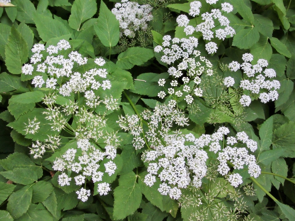 Aegopodium podagraria