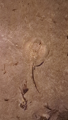 Urobatis jamaicensis image