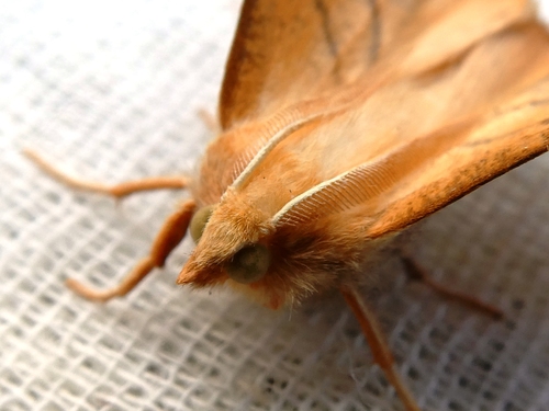 Dusky Thorn