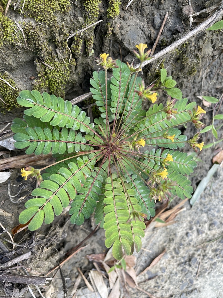 little tree plant (Biophytum sensitivum)  iNaturalist