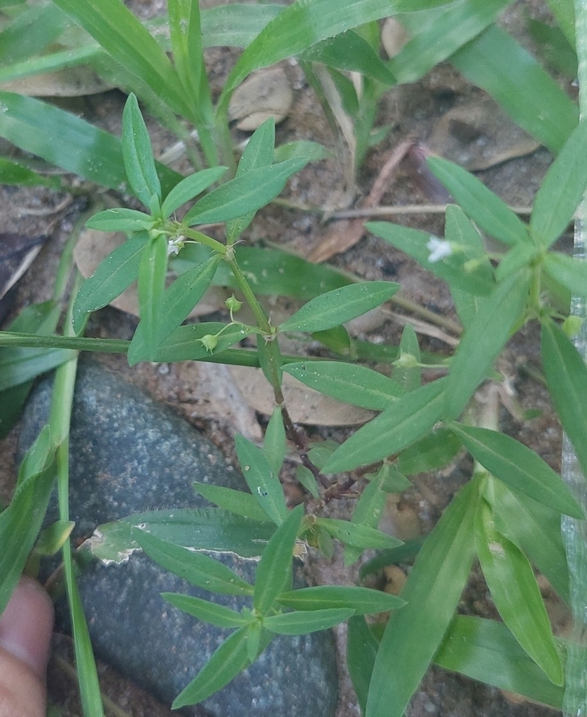 Old World Diamond Flower by Maan Dancel · iNaturalist