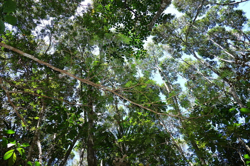 Archidendropsis granulosa