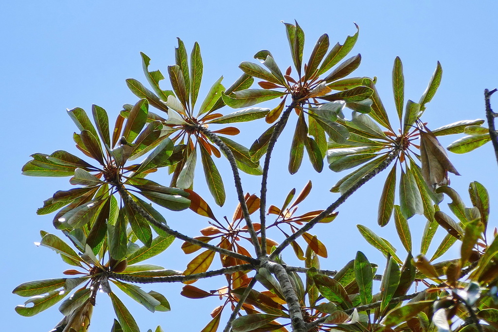 Planchonella wakere