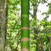 Chambeyronia macrocarpa macrocarpa - Photo (c) Ben Caledonia, all rights reserved, uploaded by Ben Caledonia