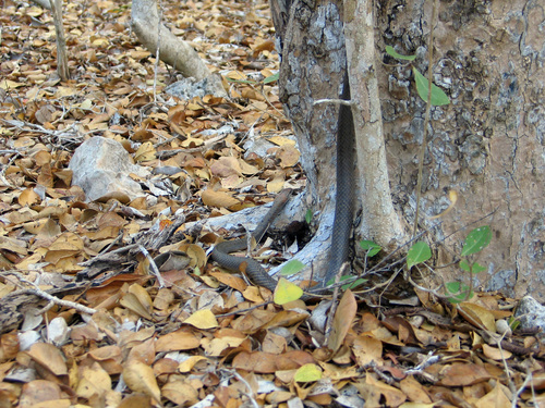 bimini island racer snake