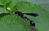 Zethus ceylonicus - Photo (c) Prosen, all rights reserved, uploaded by Prosen