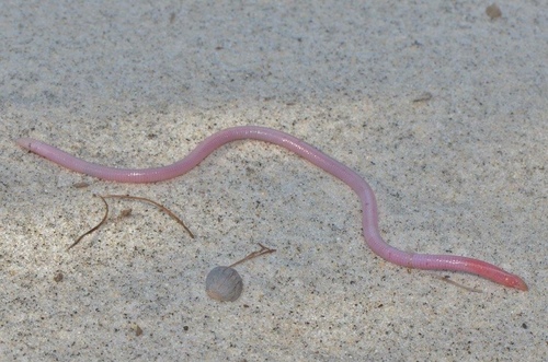 Florida Worm Lizard