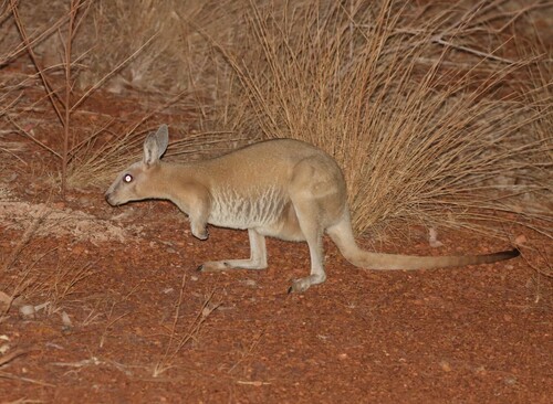 Northern Nail-tail Wallaby (Onychogalea unguifera) — Least Concern Mammalia