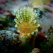 Shore Feather Duster Worm - Photo (c) Stefan Pav, all rights reserved, uploaded by Stefan Pav