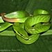 紅尾樹棲錦蛇 - Photo 由 saktyari 所上傳的 (c) saktyari，保留所有權利