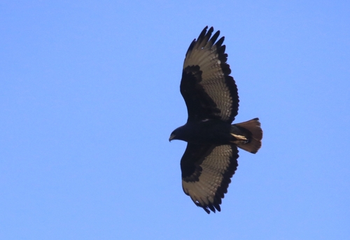 Augur Buzzard