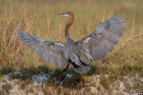 Goliath Heron