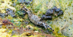 Sally Lightfoot Crab