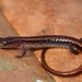 Hillis's Dwarf Salamander - Photo (c) Mike Rochford, all rights reserved, uploaded by Mike Rochford