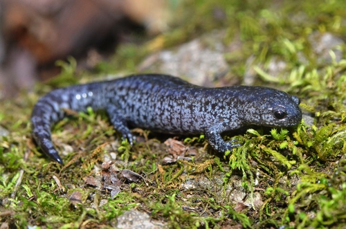 Streamside Salamander