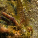 Observation photo