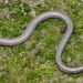 Temblor Legless Lizard - Photo (c) Mike Rochford, all rights reserved, uploaded by Mike Rochford