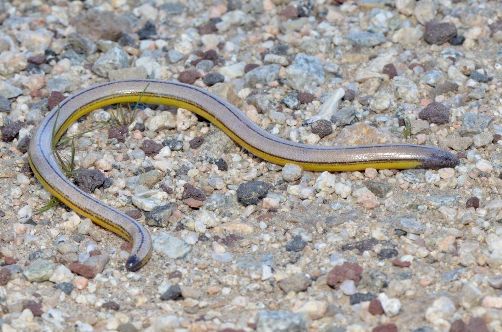 Big Spring Legless Lizard in March 2017 by Mike Rochford · iNaturalist