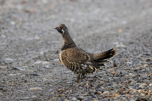 Spruce Grouse